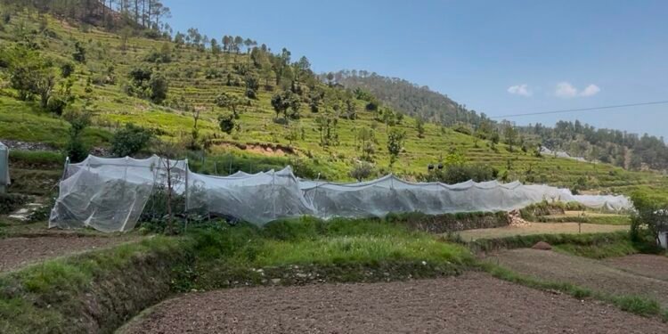 सेब की बागवानी से बदली जमरिया गांव की तस्वीर… दो किसानों ने लिखी आत्मनिर्भरता की नई कहानी